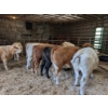 Image 2 : Ferme Norjie SENC -14 Mâles castrés 750 lb