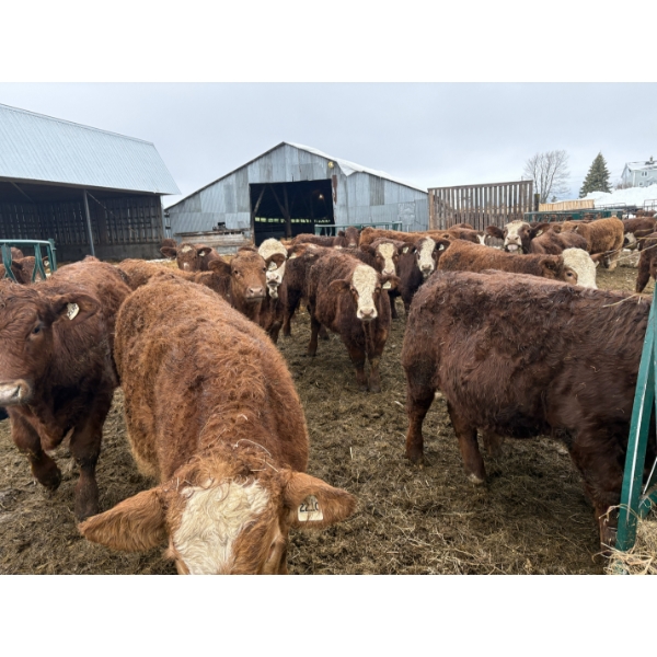 Ferme D.E.M. Migneault inc. - 31 Mâles castrés 720 lb