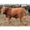 9  Flix Bibeau Rondeau  13 Mles castrs 906 lb