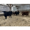 Image 7 : Ferme Lafontaine-Noël - 60 Mâles castrés 750 lb