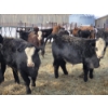 Image 4 : Ferme de la Carpe - 50 Mâles castrés 750 lb