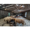 Image 5 : Ferme Norjie SENC -14 Mâles castrés 750 lb