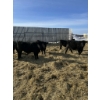 Image 2 : Ferme Y & C SENC. - 75 Mâles castrés 800 lb