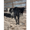 Image 5 : Ferme Plamondon et Fils - 40 Mâles castrés 754 lb