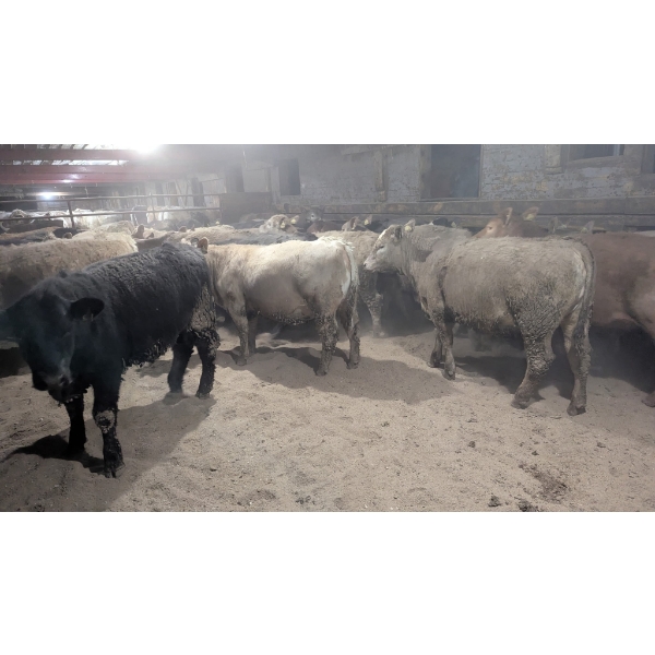 Ferme bovine au reflet des vosges SENC - 17 Femelles 730 lb