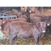 Image 3 : Dany Dubé - 10 Mâles castrés 600 lb