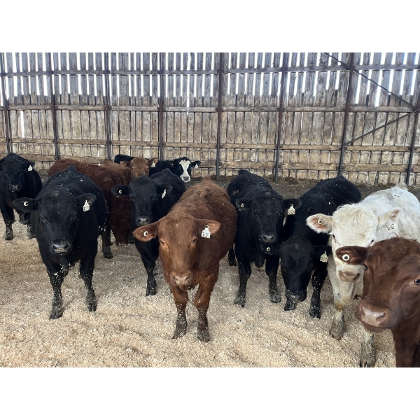 Ferme Lafontaine-Noël - 52 Mâles castrés 740 lb