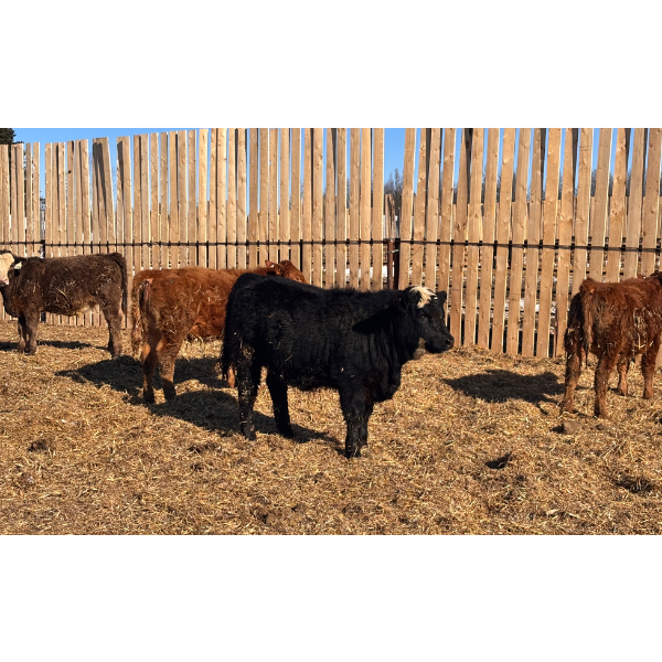 9295-8859 Québec inc. (Boviga) - 34 Femelles 563 lb