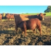 Image 4 : Dany Dubé - 10 Mâles castrés 600 lb