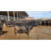Image 5 : Ferme Y.M. Lacasse - 60 Mâles castrés 900 lb