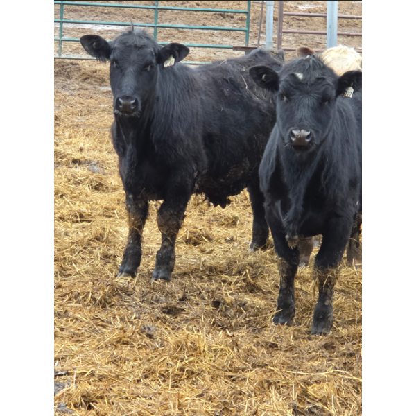 Ferme C.P.L. Viel inc. - 17 Mâles castrés 700 lb