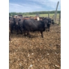 Image 2 : Ferme Boilard inc. - 25 Mâles castrés 775 lb