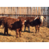 Image 2 : 9295-8859 Québec inc. (Boviga) - 72 Mâles castrés 618 lb