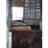 Image 4 : Ferme C.P.L. Viel inc. - 16 Femelles 700 lb