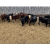 Image 2 : Ferme Canland inc. - 20 Femelles 750 lb