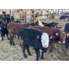 Ferme Marécage - 6 Mâles castrés 810 lb