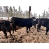 Image 3 : Ferme Plamondon et Fils - 40 Mâles castrés 754 lb