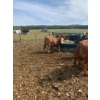 Image 3 : Ferme Boilard inc. - 25 Mâles castrés 775 lb