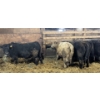 Image 3 : Ferme bovine au reflet des vosges SENC - 20 Mâles castrés 753 lb