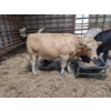 Image 3 : Ferme Norjie SENC -14 Mâles castrés 750 lb