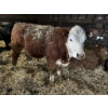 Image 4 : Ferme Plamondon et Fils - 30 Mâles castrés 700 lb