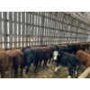 Image 12 : Ferme Lafontaine-Noël - 60 Mâles castrés 750 lb
