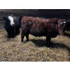 Image 2 : Ferme Plamondon et Fils - 30 Mâles castrés 700 lb