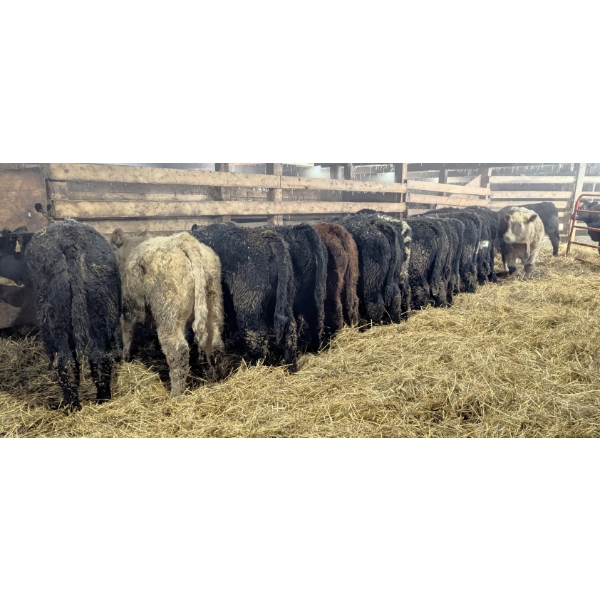 Ferme bovine au reflet des vosges SENC - 20 Mâles castrés 753 lb