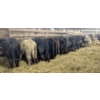 Image 1 : Ferme bovine au reflet des vosges SENC - 20 Mâles castrés 753 lb