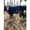 Image 7 : Ferme Plamondon et Fils - 40 Mâles castrés 754 lb