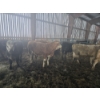 Image 2 : Groupe Tenlo SENC - 14 Femelles 715 lb