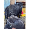 Image 3 : Ferme Marécage - 6 Mâles castrés 810 lb