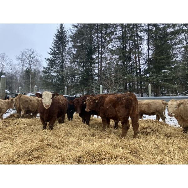 Guillaume Lachaine  - 18 Mâles castrés 812 lb