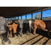Image 2 : Les Fermes Rodrigue Enr. - 18 Mâles castrés 746 lb