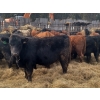 Image 2 : Vincent Boisvert - 58 Mâles castrés 725 lb