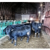 Image 2 : Ferme C.P.L. Viel inc. - 15 Femelles 750 lb