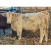 Image 3 : Frédéric Gagné - 10 Mâles castrés 775 lb