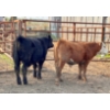 Image 4 : 9295-8859 Québec inc. (Boviga) - 14 Mâles castrés 724 lb