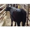 Image 3 : Ferme Moffette inc. - 10 Femelles 555 lb