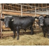 Image 3 : Ferme BCA senc - 16 Mâles castrés 703 lb