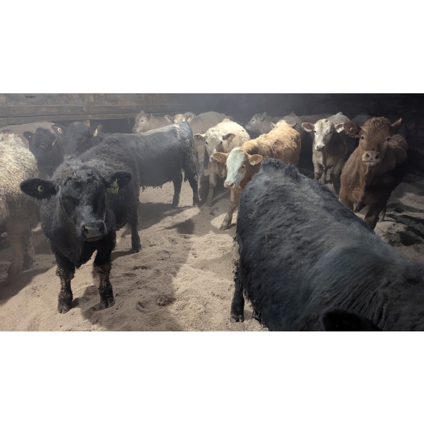 Ferme bovine au reflet des vosges SENC - 14 Mâles castrés 737 lb