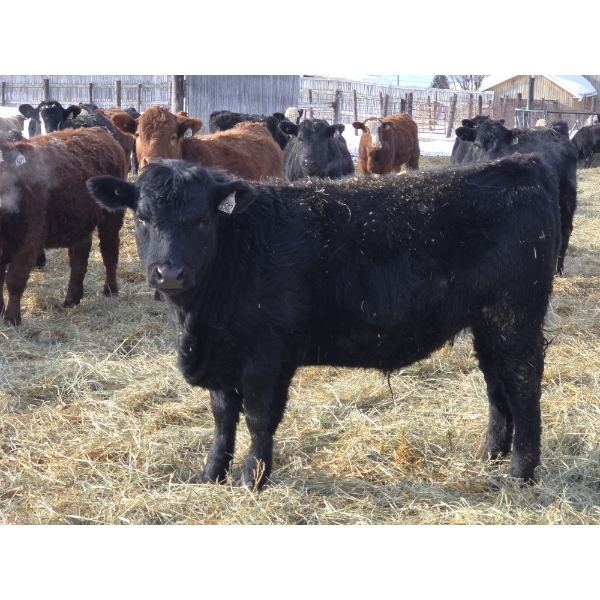 Ferme de la Carpe - 50 Mâles castrés 750 lb
