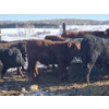 Image 10 : Ferme de la Carpe - 69 Mâles castrés 780 lb