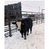 Image 3 : 9479-8972 Québec inc. (Ferme l'étoile Blonde inc.) - 10 Mâles castrés 745 lb