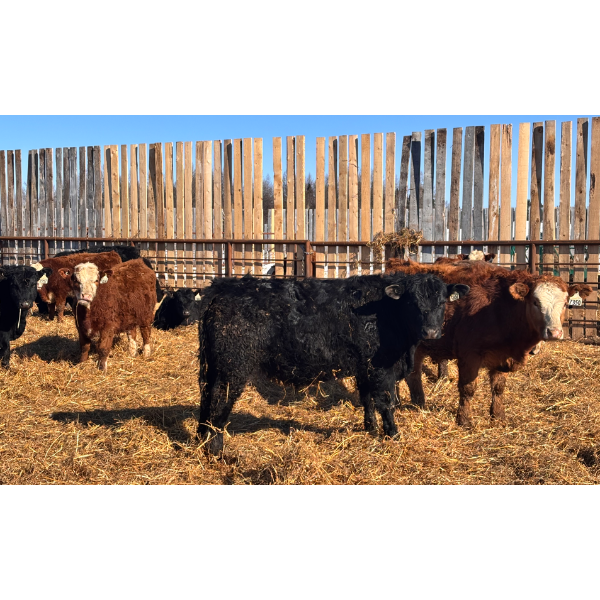 9295-8859 Québec inc. (Boviga) - 72 Mâles castrés 618 lb