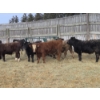 Image 12 : Ferme de la Carpe - 14 Femelles 750 lb