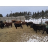Image 14 : Ferme de la Carpe - 14 Femelles 750 lb