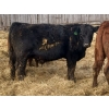 Image 4 : Vincent Boisvert - 58 Mâles castrés 725 lb