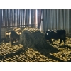 Image 3 : Groupe Tenlo Senc - 29  Mâles castrés 665 lb