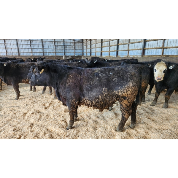 Ferme Y.M. Lacasse - 60 Mâles castrés 900 lb